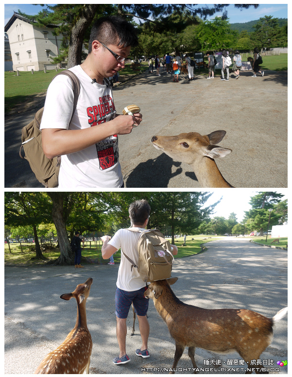 【奈良一日遊】電動腳踏車散策《興福寺、東大寺+奈良公園餵小鹿+志津香釜飯》