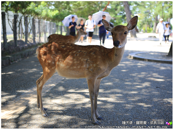 【奈良一日遊】電動腳踏車散策《興福寺、東大寺+奈良公園餵小鹿+志津香釜飯》