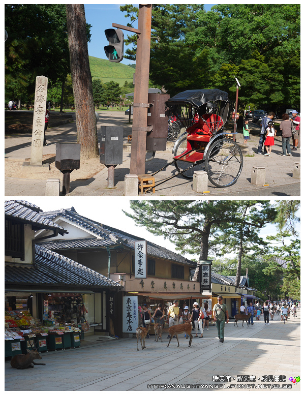 【奈良一日遊】電動腳踏車散策《興福寺、東大寺+奈良公園餵小鹿+志津香釜飯》