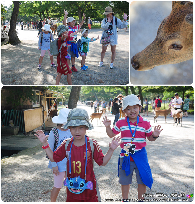 【奈良一日遊】電動腳踏車散策《興福寺、東大寺+奈良公園餵小鹿+志津香釜飯》
