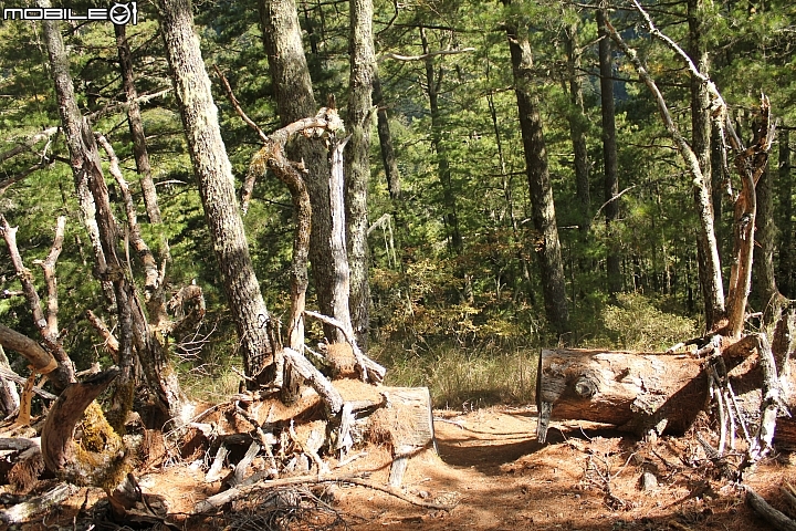 2015.11.6~10-健腳(北一段5天縱走+跳中央尖溪)天氣.爆.讚