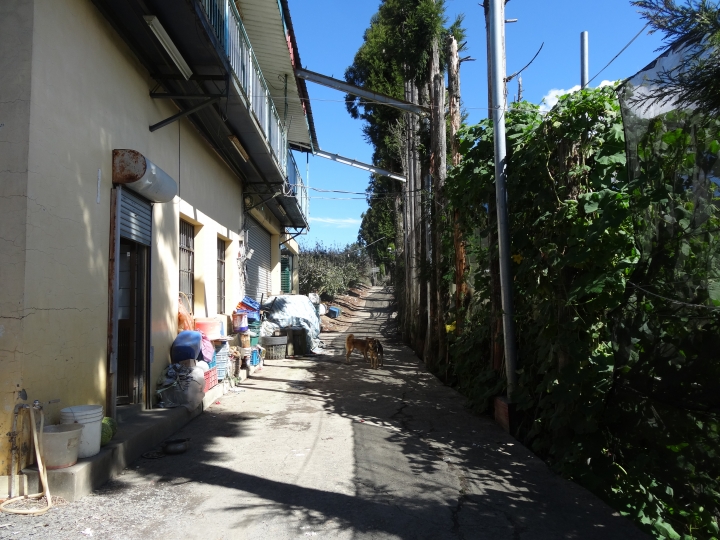 2015.11.04-05福壽山+太平山的追楓尋毛行(圖多請等候)