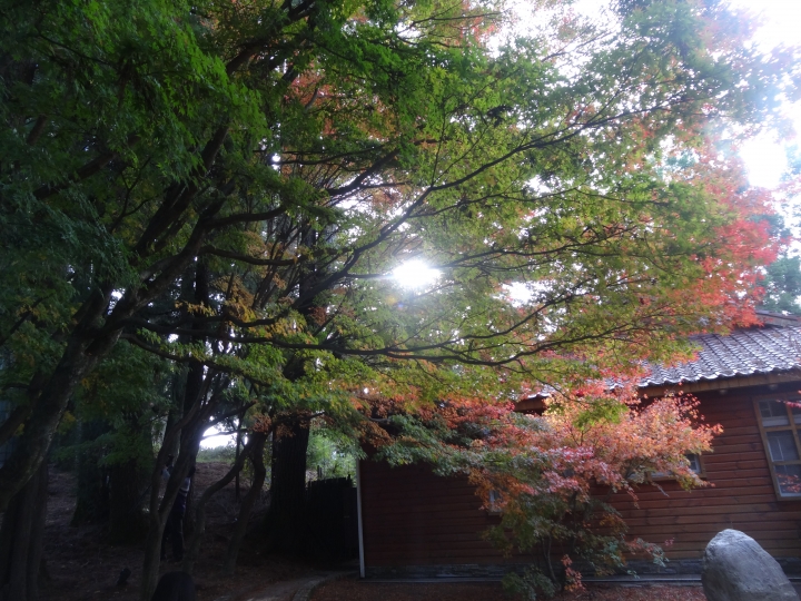 2015.11.04-05福壽山+太平山的追楓尋毛行(圖多請等候)