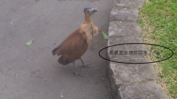 228公園的黑冠麻鷺
