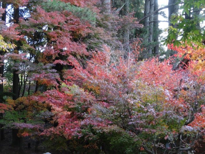 2015.11.04-05福壽山+太平山的追楓尋毛行(圖多請等候)