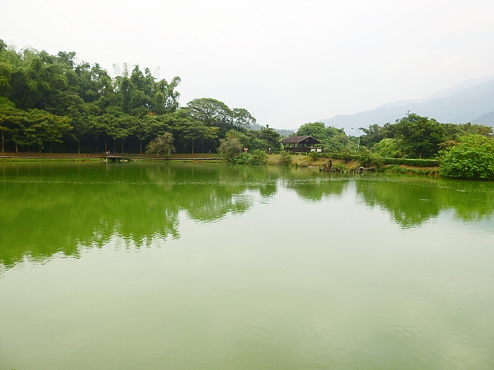 屏科大靜思湖畔可愛的大白鵝