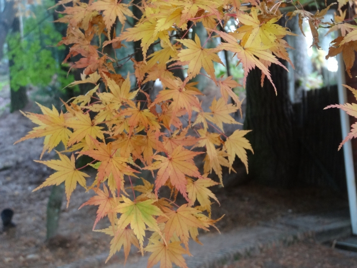 2015.11.04-05福壽山+太平山的追楓尋毛行(圖多請等候)