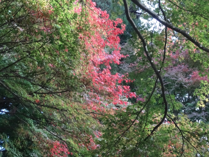 2015.11.04-05福壽山+太平山的追楓尋毛行(圖多請等候)