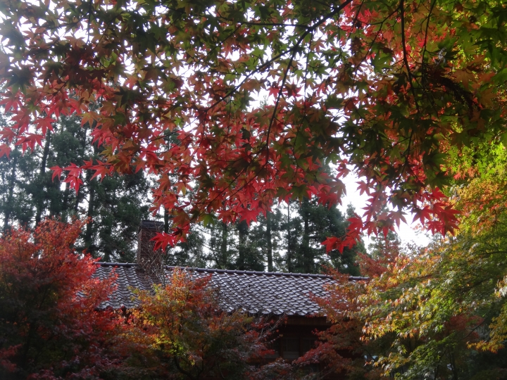 2015.11.04-05福壽山+太平山的追楓尋毛行(圖多請等候)