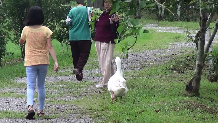 屏科大靜思湖畔可愛的大白鵝