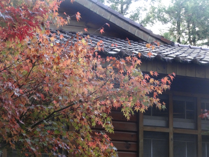 2015.11.04-05福壽山+太平山的追楓尋毛行(圖多請等候)