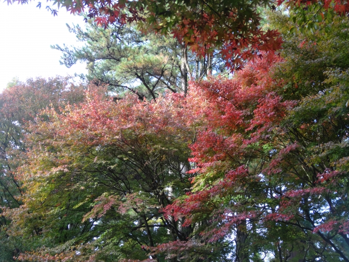 2015.11.04-05福壽山+太平山的追楓尋毛行(圖多請等候)
