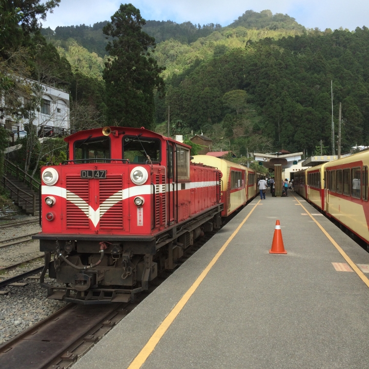 11/7、11/8阿里山 塔塔加,每次上阿里山回程都好累呀