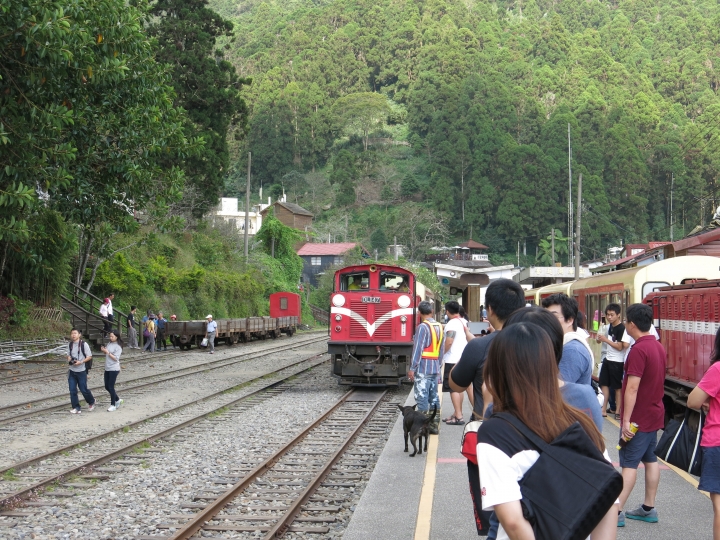 11/7、11/8阿里山 塔塔加,每次上阿里山回程都好累呀