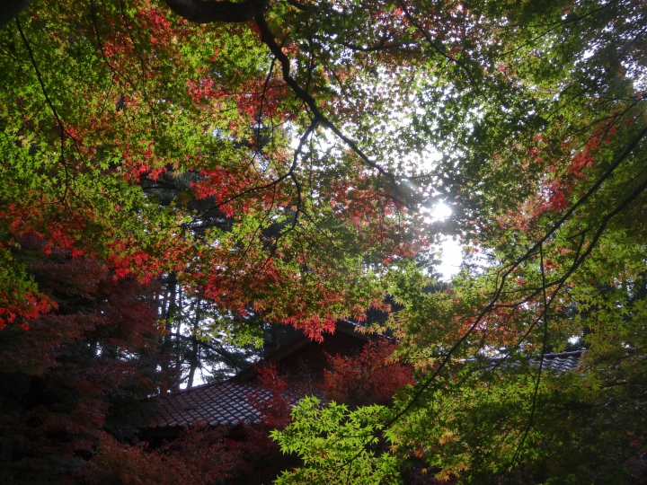 2015.11.04-05福壽山+太平山的追楓尋毛行(圖多請等候)