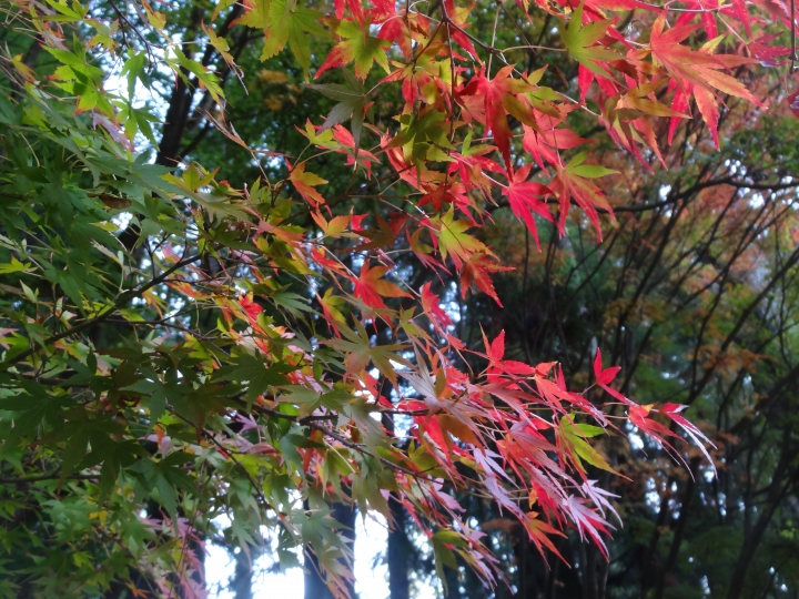 2015.11.04-05福壽山+太平山的追楓尋毛行(圖多請等候)