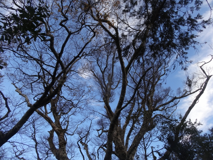 2015.11.04-05福壽山+太平山的追楓尋毛行(圖多請等候)