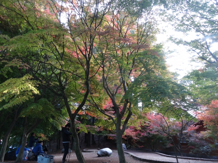 2015.11.04-05福壽山+太平山的追楓尋毛行(圖多請等候)