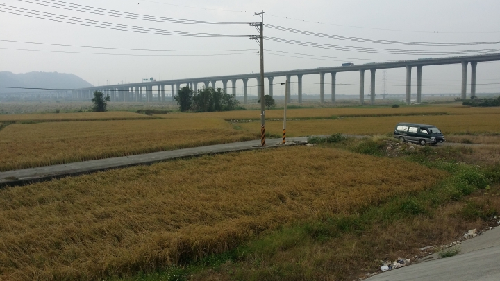 「蛇來蛇去車隊」遊記:273回1041121磁瑤堤防上的稻海