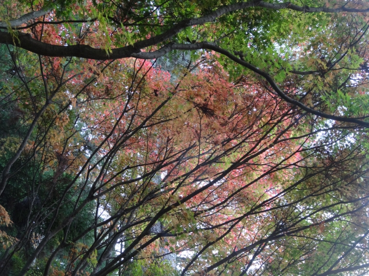 2015.11.04-05福壽山+太平山的追楓尋毛行(圖多請等候)