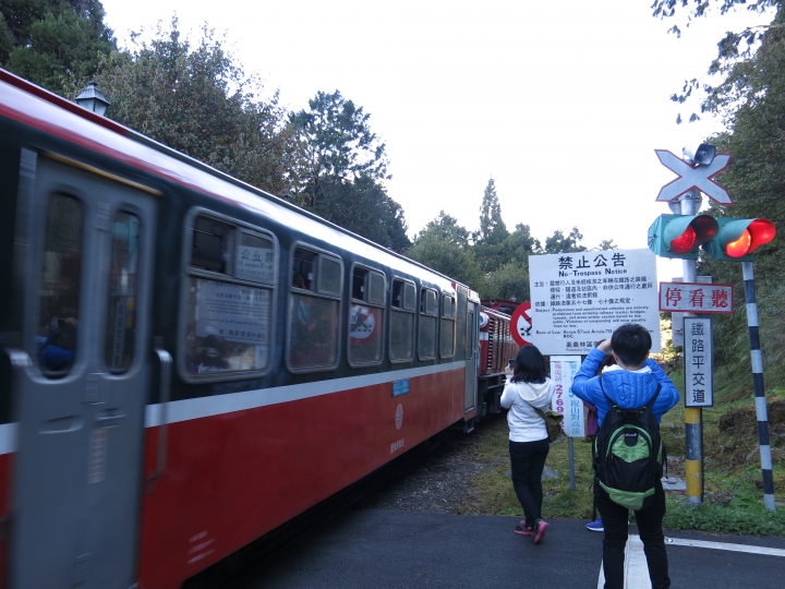11/7、11/8阿里山 塔塔加,每次上阿里山回程都好累呀