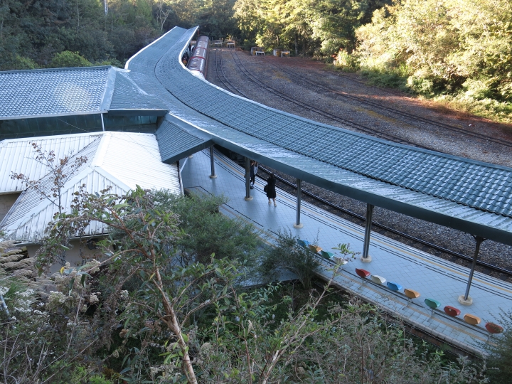 11/7、11/8阿里山 塔塔加,每次上阿里山回程都好累呀