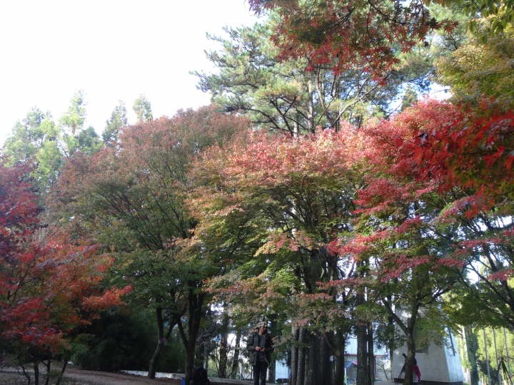 2015.11.04-05福壽山+太平山的追楓尋毛行(圖多請等候)