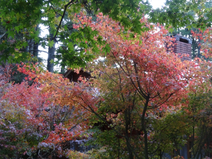 2015.11.04-05福壽山+太平山的追楓尋毛行(圖多請等候)