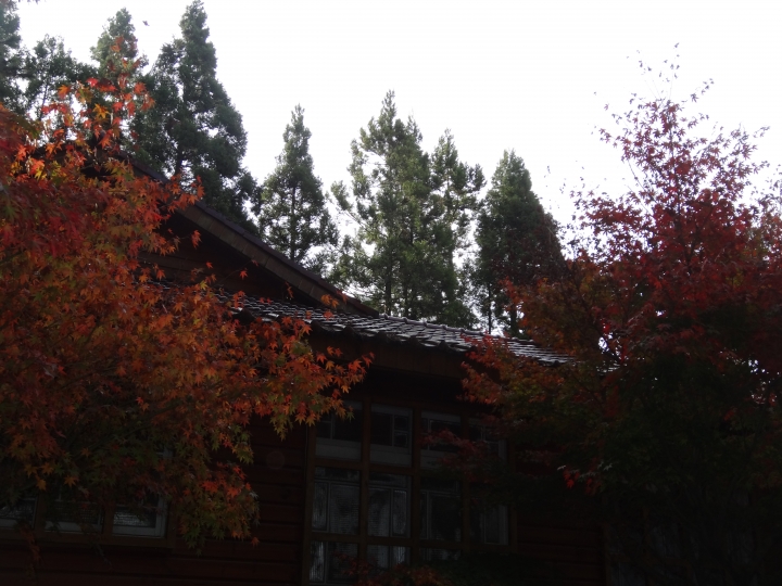 2015.11.04-05福壽山+太平山的追楓尋毛行(圖多請等候)