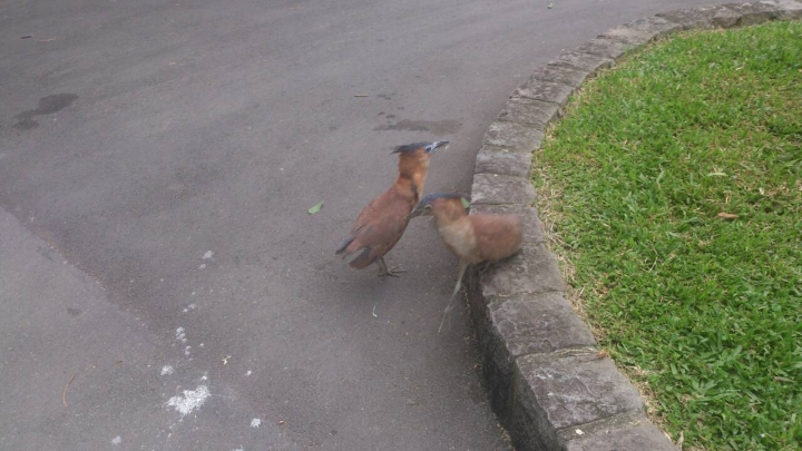 228公園的黑冠麻鷺