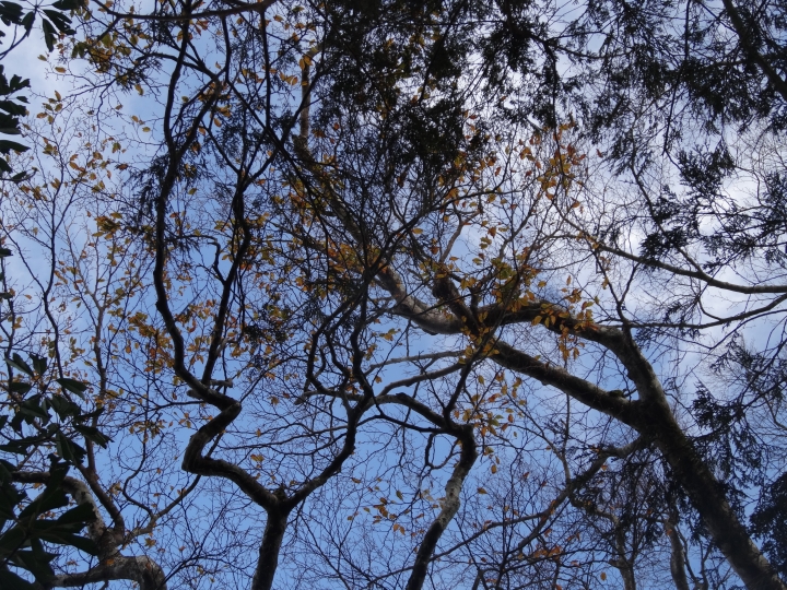 2015.11.04-05福壽山+太平山的追楓尋毛行(圖多請等候)