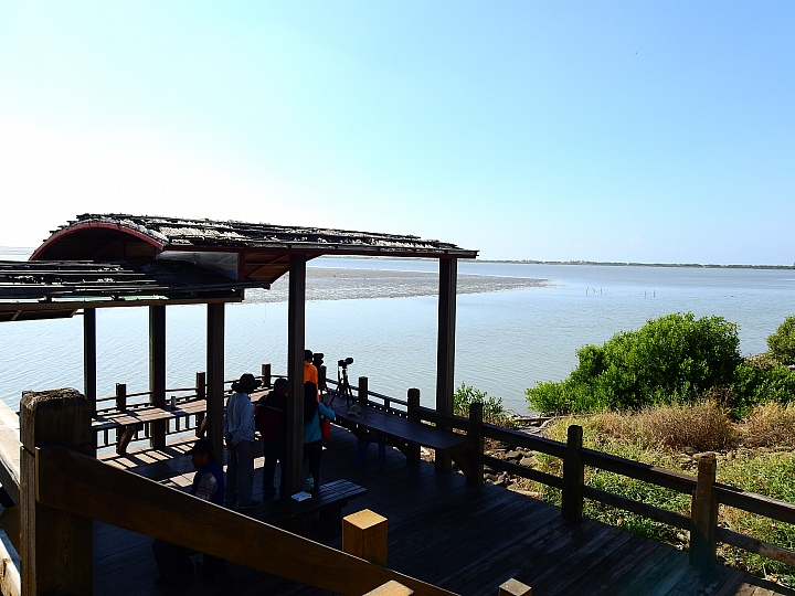 旅遊也有時令:給家人安排一趟七股黑面琵鷺生態保護區生態之旅