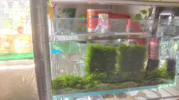 新手的小魚缸成長史