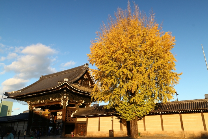 11/24~11/28京都賞楓
