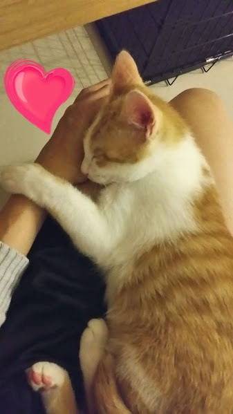 分享貓咪無法抗拒的貓草球