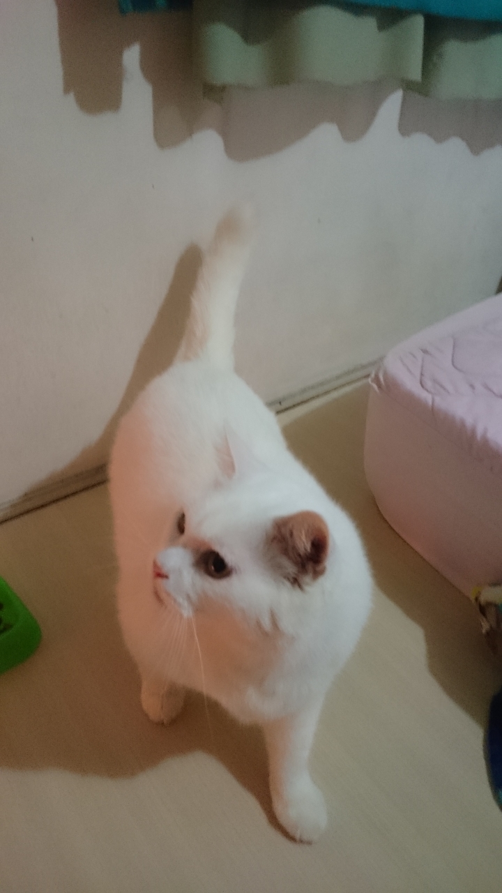 如何概估一天飼料量…已解決