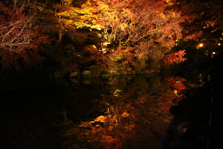 11/24~11/28京都賞楓