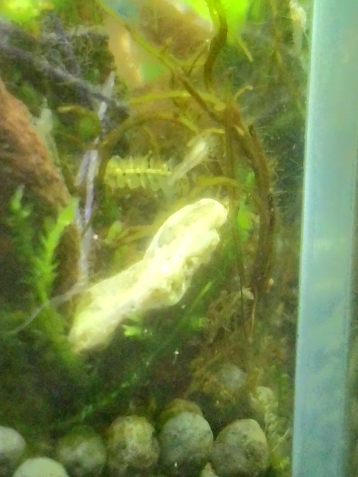 新手的小魚缸成長史