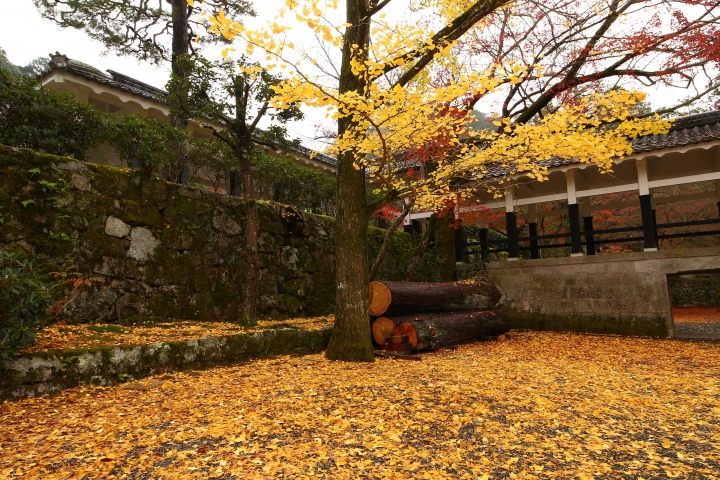 11/24~11/28京都賞楓