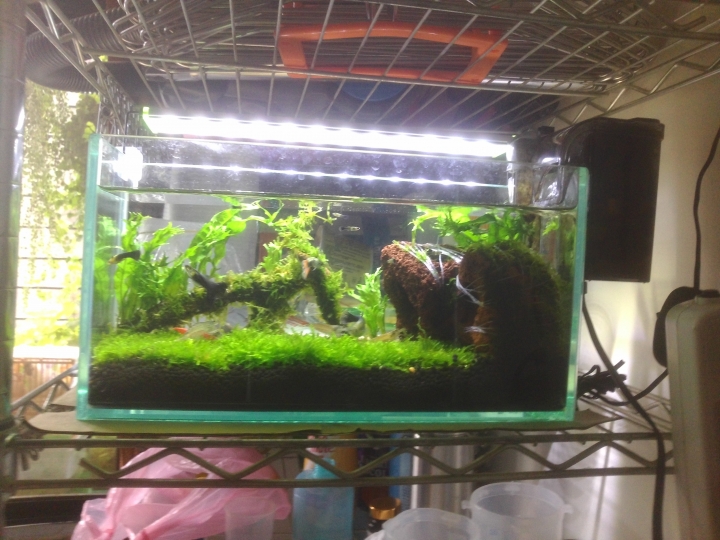 新手的小魚缸成長史