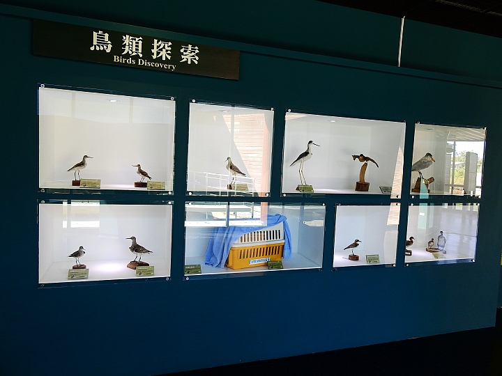 旅遊也有時令:給家人安排一趟七股黑面琵鷺生態保護區生態之旅