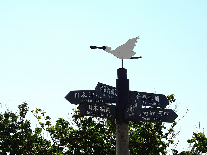 旅遊也有時令:給家人安排一趟七股黑面琵鷺生態保護區生態之旅