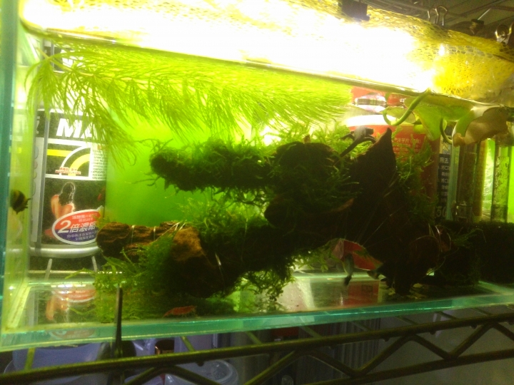 新手的小魚缸成長史