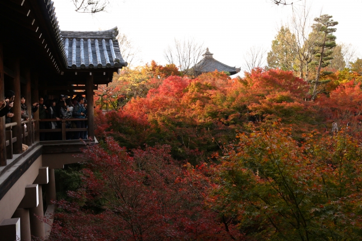 11/24~11/28京都賞楓