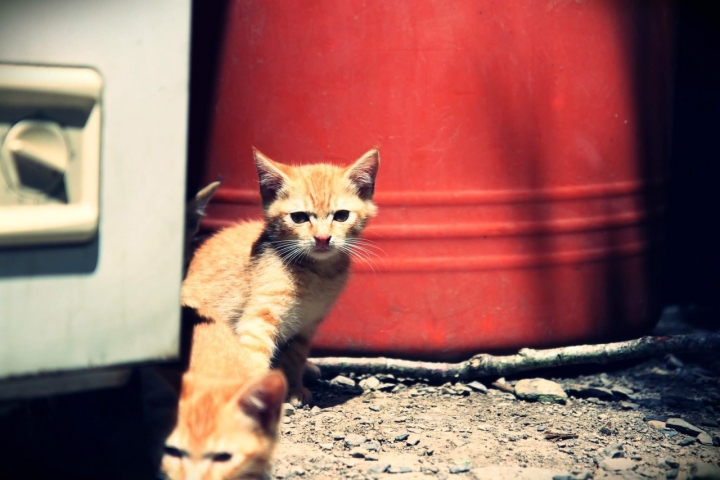 Fujifilm X-T10 VS SONY A5100 抉擇