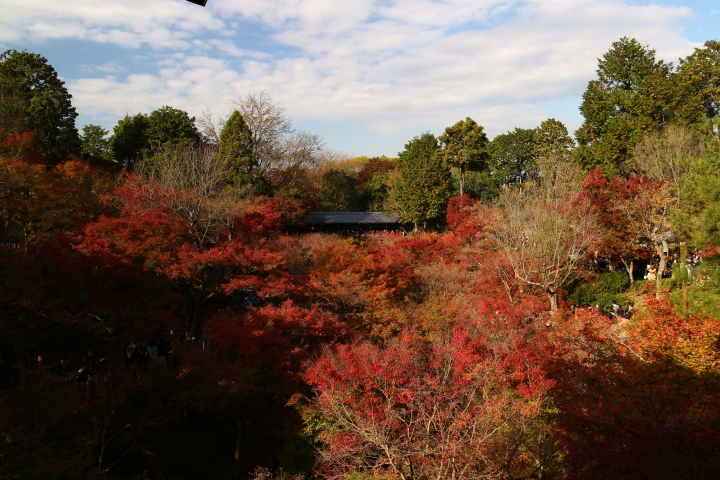 11/24~11/28京都賞楓