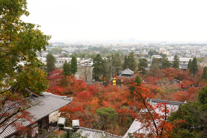 11/24~11/28京都賞楓