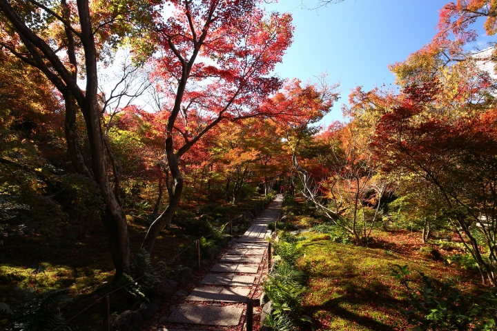 11/24~11/28京都賞楓