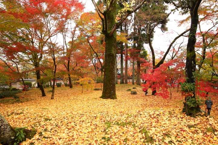 11/24~11/28京都賞楓