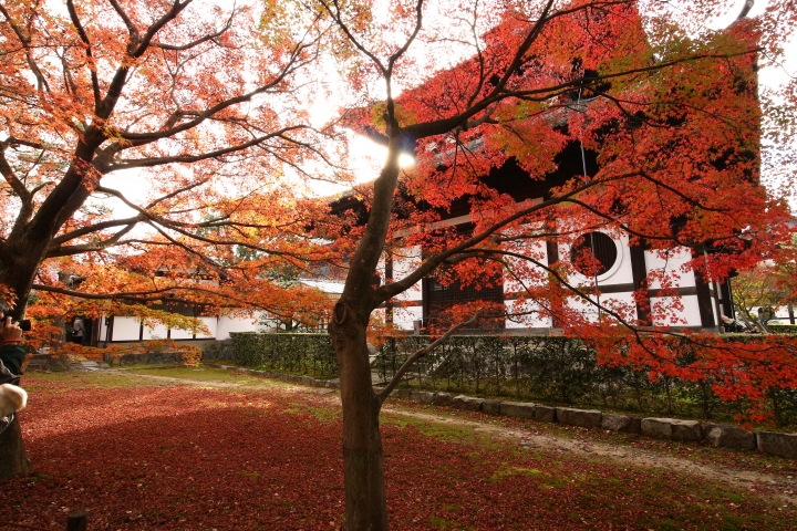 11/24~11/28京都賞楓